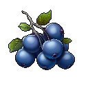 Blueberry