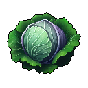 Cabbage