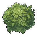 Dill