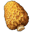 Morel