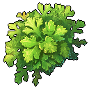 Parsley
