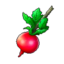 Radish