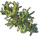 Rosemary