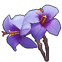 Saffron