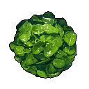 Sautéed Spinach
