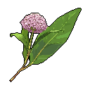 Silkweed