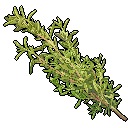 Thyme
