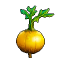 Turnip